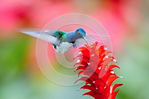 The hummingbird is soaring and drinking the nectar