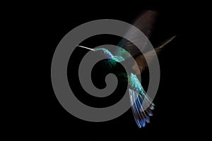 Hummingbird, sparkling violetear Colibri coruscans in flight. Low-key bird portrait. Bird in flight. Low light. Hovering, black photo