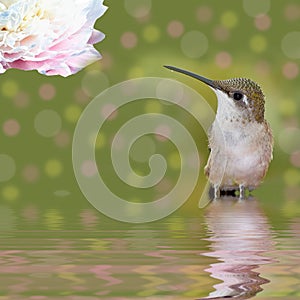 Hummingbird standing in water looking at Peony