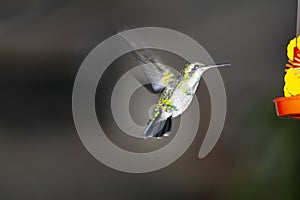 Hummingbird sucking nectar from a flowe, in the gardenr