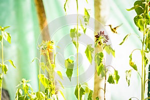 Hummingbird In Sunflowers With Wing Blur