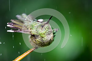 A hummingbird takes a bath in the rain in the tropical forest