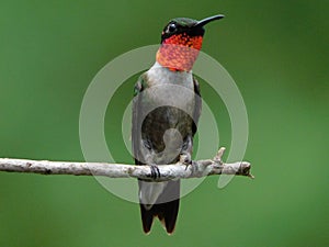 Hummingbird Taking a Brack