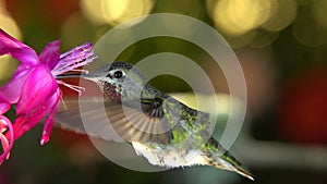 Hummingbird taking off from her nest at windy moment and visiting flower