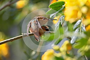 Hummingbird in a threatening posture