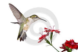 Hummingbird and three dianthus