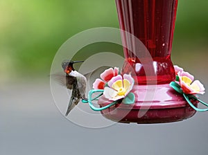 Hummingbird Touchdown On Feeder