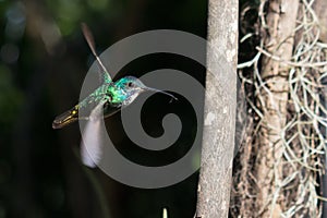 Colibrí viajes El gran 