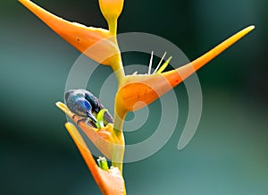 Hummingbird and a tropical Heliconia flower