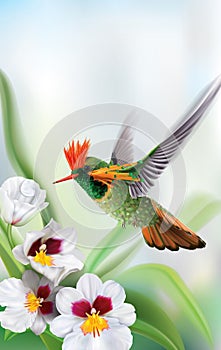 Hummingbird tufted coquette Lophornis ornatus over white orchids