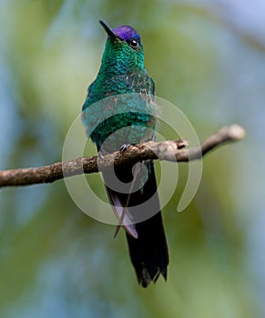 Hummingbird on a Twig photo