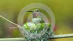 Hummingbird using cotton for nest interior