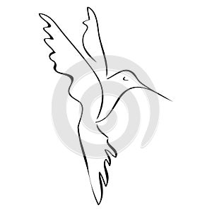 Hummingbird vector line art scetch