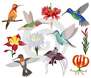 Hummingbird vector tropical humming bird character with beautiful birdie wings on exotic flowers in flowering nature