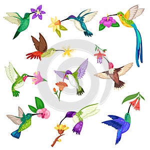 Hummingbird vector tropical humming bird character with beautiful birdie wings on exotic flowers in nature wildlife