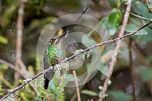 Hummingbird with very long bill perched on a moss-filled branch