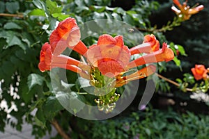 Hummingbird vine with orange flowers in summer