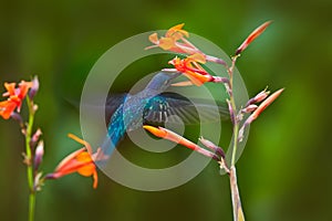 Hummingbird violet Sabrewing, big blue bird flying next to beautiful pink flower with clear blue violet forest nature in