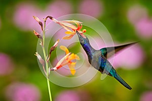 Hummingbird violet Sabrewing, big blue bird flying next to beautiful pink flower with clear blue violet forest nature in