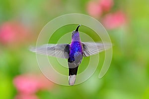 Hummingbird violet Sabrewing, big blue bird flying next to beautiful pink flower with clear green forest nature in background.