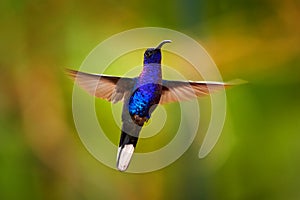 Hummingbird violet Sabrewing, big blue bird flying next to beautiful pink flower with clear green forest nature in background.