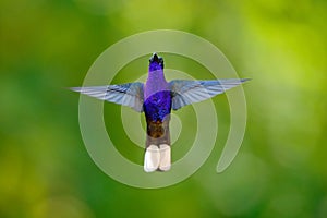 Hummingbird Violet Sabrewing, Campylopterus hemileucurus, flying in the tropical forest, La Paz, Costa Rica