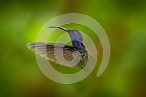 Hummingbird Violet Sabrewing, Campylopterus hemileucurus, flying in the tropical forest, La Paz, Costa Rica. Action nature scene photo