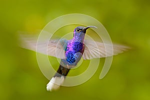 Hummingbird Violet Sabrewing, Campylopterus hemileucurus, flying in the tropical forest, La Paz, Costa Rica. Bird in fly, blue hum photo