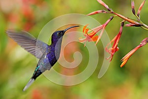 Hummingbird Violet Sabrewing flying next to beautiful orange flower, blurred flower garden in background, La Paz, Costa Rica