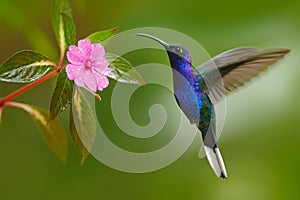 Hummingbird Violet Sabrewing flying next to beautiful pink flower photo