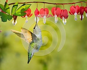 Hummingbird visiting bleeding heart flowers