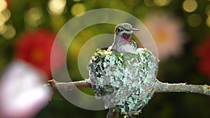 Hummingbird visiting flower after reinforcing her nest with spider silk