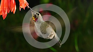 Hummingbird visiting Fuchsia Coralle in rain with zooming and panning