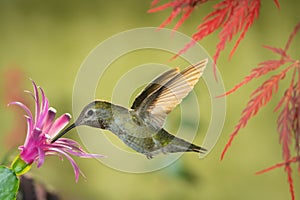 Hummingbird visiting pink flower under red dragon Japanese maple