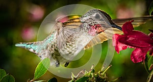 Hummingbird visits the colorful garden