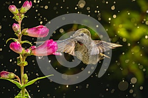 Hummingbird visits flowers in raining day