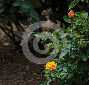 Hummingbird Visits Roses in Balboa Park, San Diego