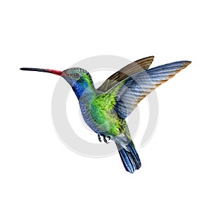 Hummingbird watercolor illustration. Hand drawn beautiful tiny flying bird. Bright green and blue colored hummingbird