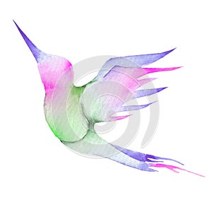 Hummingbird, watercolor painting pink blue purple green