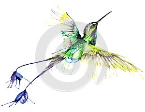 Colibrì acquerello il dipinto 