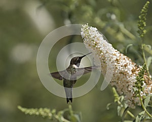 Hummingbird white bract