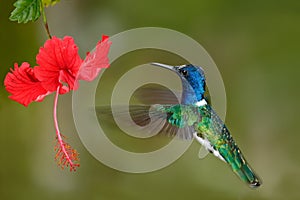 Hummingbird White-necked Jacobin, Florisuga mellivora, flying next to beautiful red hibiscus flower with green forest background, photo