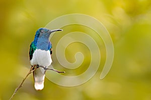 Hummingbird White-necked Jacobin, Florisuga mellivora, sitting next to beautiful yellow flower with clear bloom background photo