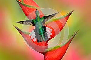 Hummingbird White-tailed Sabrewing flying next to beautiful Strelitzia red flower photo