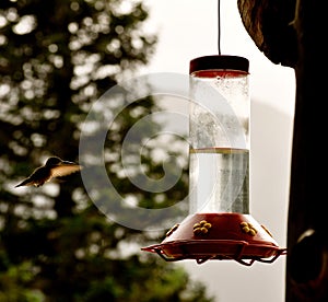 Hummingbird winged flight