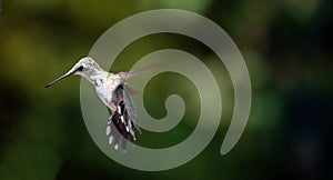 Hummingbird wings in fast motion