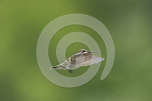 Hummingbird, Wings Forward, In Flight