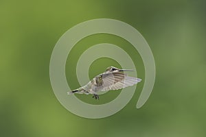Hummingbird, Wings Forward, In Flight photo
