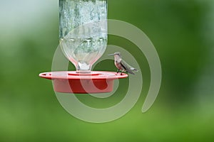 Hummingbird (Trochilidae) on water filled feeder on blurred background photo