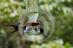 Hummingbirds also known as Sparkling violetear or Colibri Oreja Violeta drinking sugar water from feeder photo